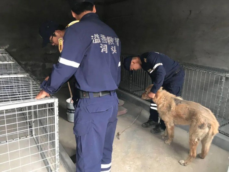 第一只！温州市洞头区正式启动流浪犬只收容救助