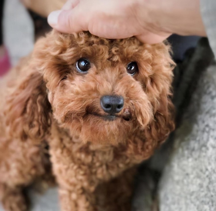 在狗狗眼里抚摸它的脑袋代表着这几个意思