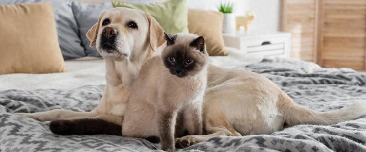 狗和猫谁更适合做宠物呢