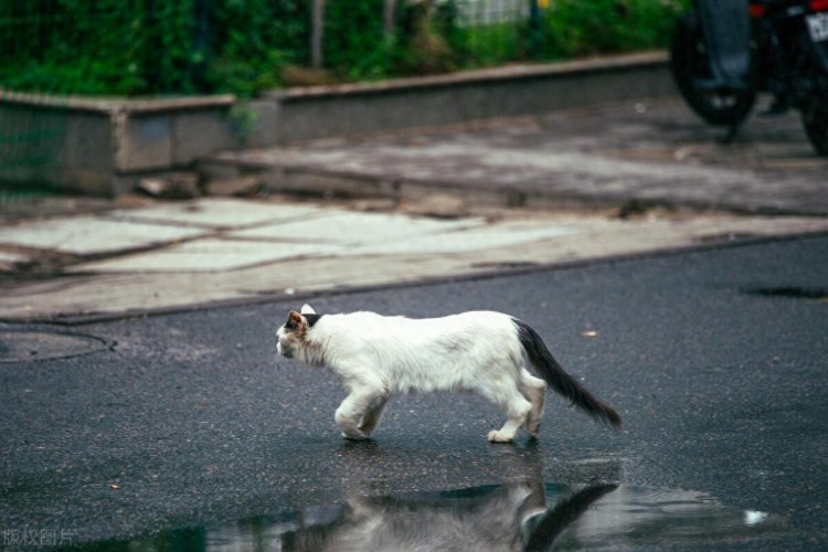 过来人才知道养流浪过的猫和没流浪过的猫区别居然这么大