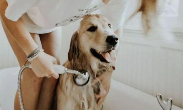 狗狗毛发护理的小技巧，你漏了哪一个？
