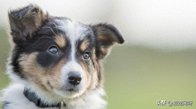 老年犬饲养护理指南