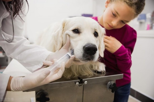 如何照顾老年犬？出现这些情况的拉布拉多犬，正在变老