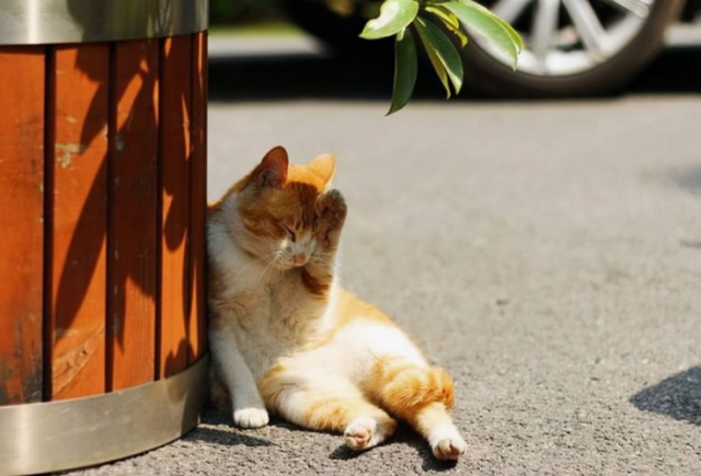 猫咪吃醋时难逃5种表现宠主别不知道