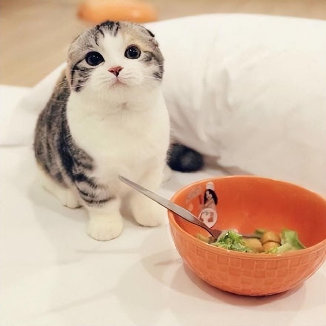 你家猫咪吃过奇怪的东西吗