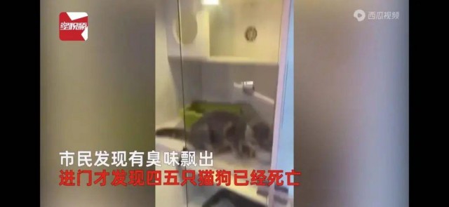 宠物店停业半月多只猫狗因无人喂养发臭生蛆