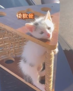 小奶猫头被冤枉喵喵叫，消防队员心疼摸头