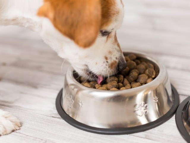 猫粮的成分和狗粮差不多，所以狗可以吃猫粮。但是最好不要让它吃