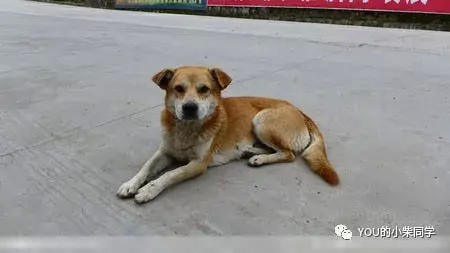 柴犬和土狗有什么不同？