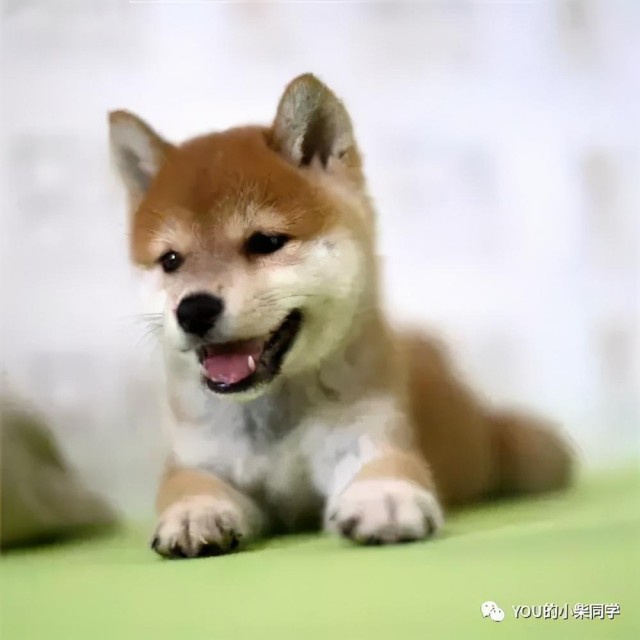 星期狗怎么看怎么挑选纯种健康的柴犬