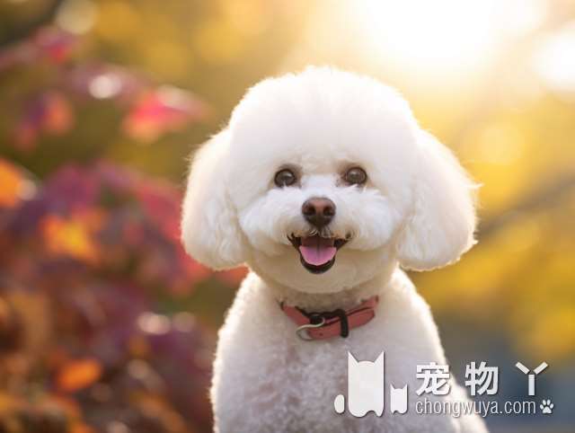 纯种犬舍，宠物售卖专场，狗狗健康无毛病，好评如潮，你喜欢的品种都有?