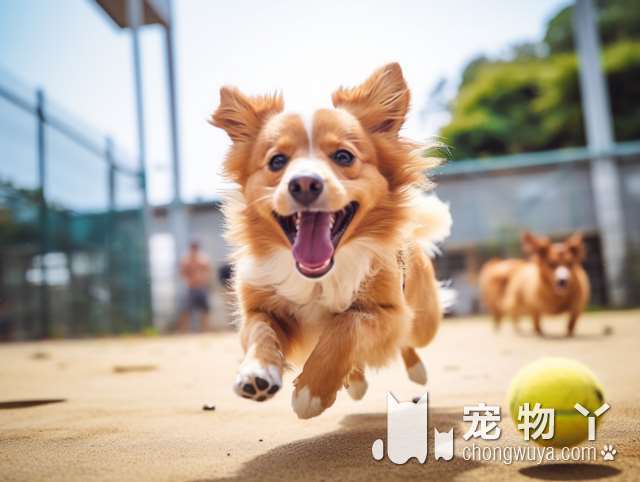 传统挑狗术：“旺家犬”才有的5个特征，养到就是赚到