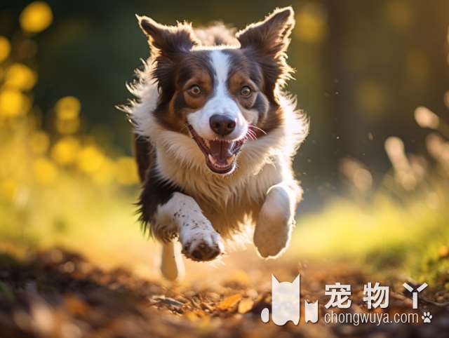 长春木卡犬屋，一只小狗狗就能改变你的生活!