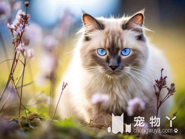 捡了流浪猫带回家，洗完澡发现居然是鸳鸯眼山东狮子猫！