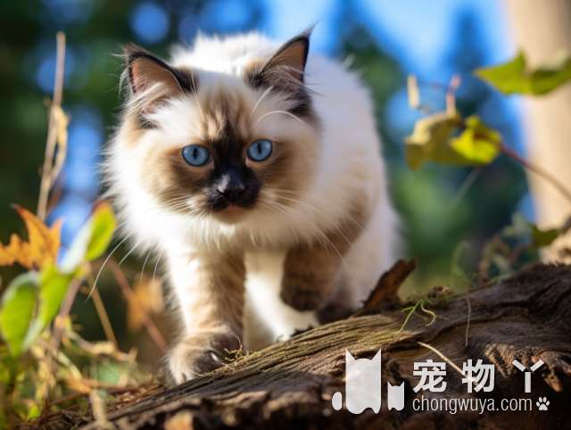 南通Surprise Pets宠物公司：为什么选择他们家洗店给宠物洗澡？