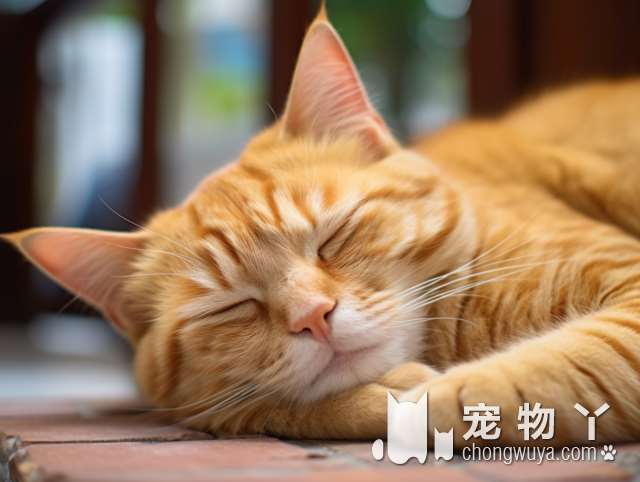 猫语森林-成都最温柔的洗猫店，为什么小猫猫都这么喜欢来这里洗澡?