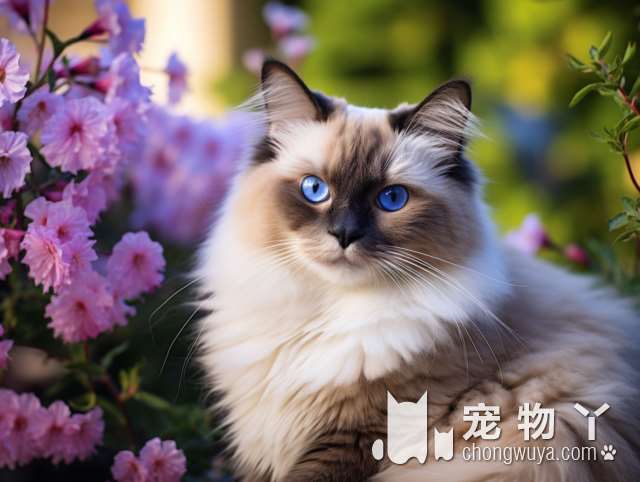 世界上最小的家养猫？