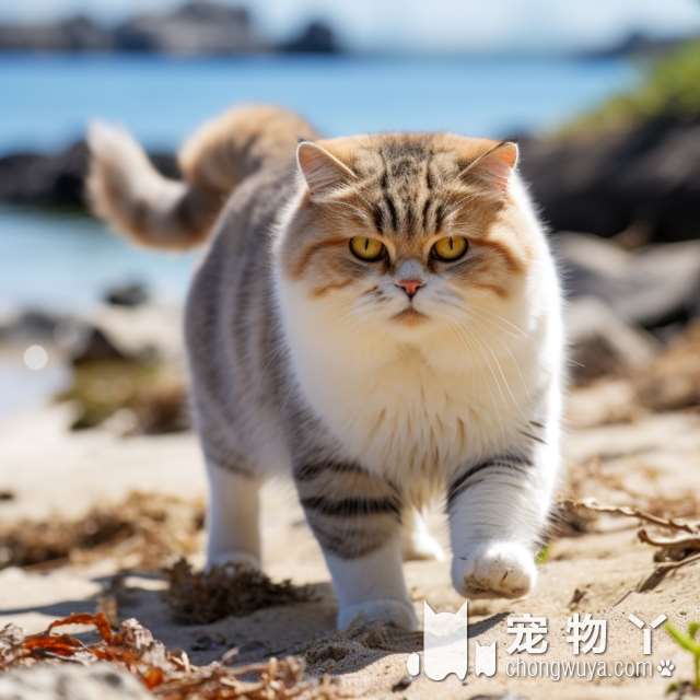 广州I pet studio宠物店：怎样给猫咪做宠物托运洗澡?